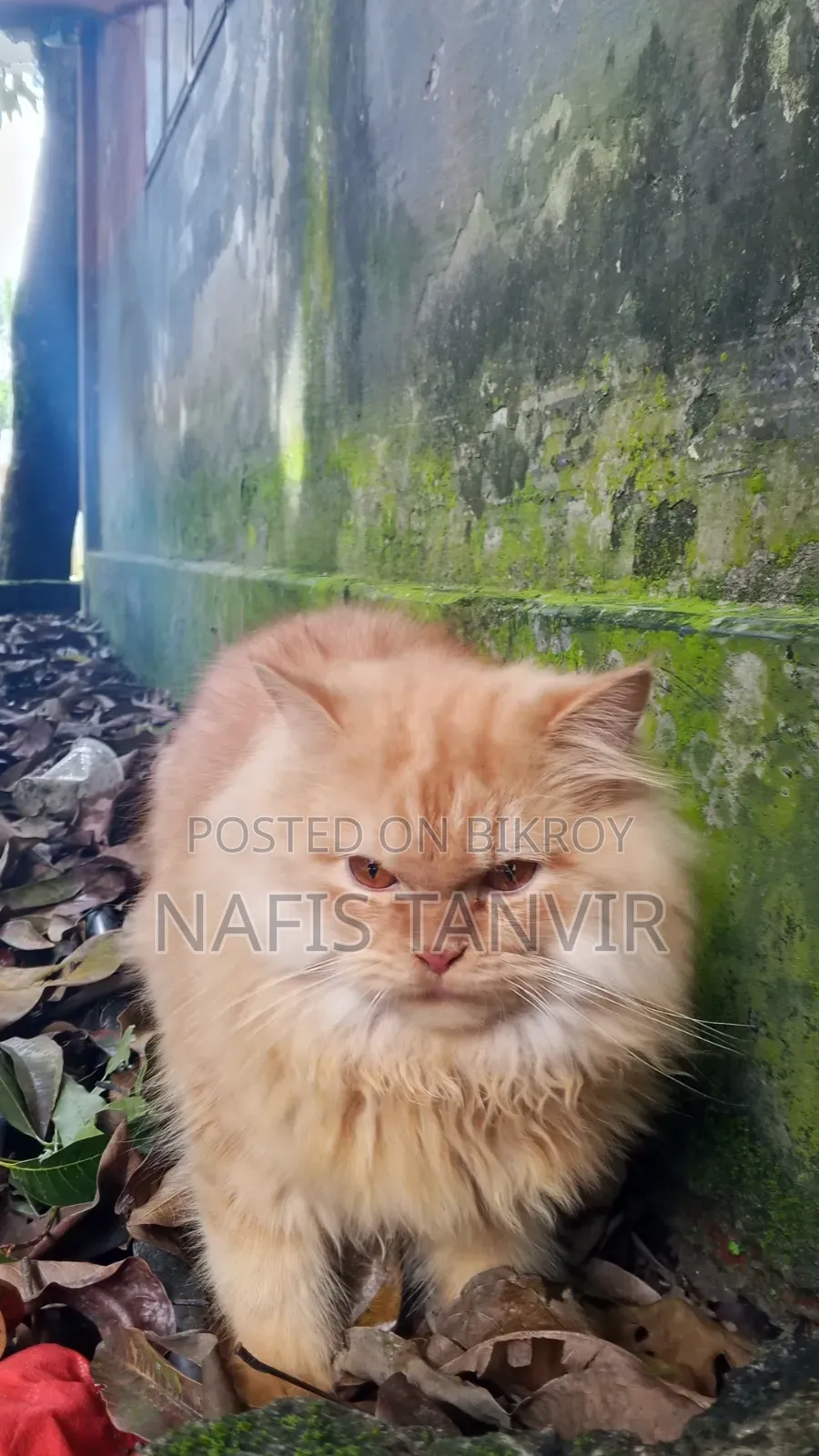 ৬-১২ মাসের পুরুষ বিশুদ্ধ পার্সিয়ান