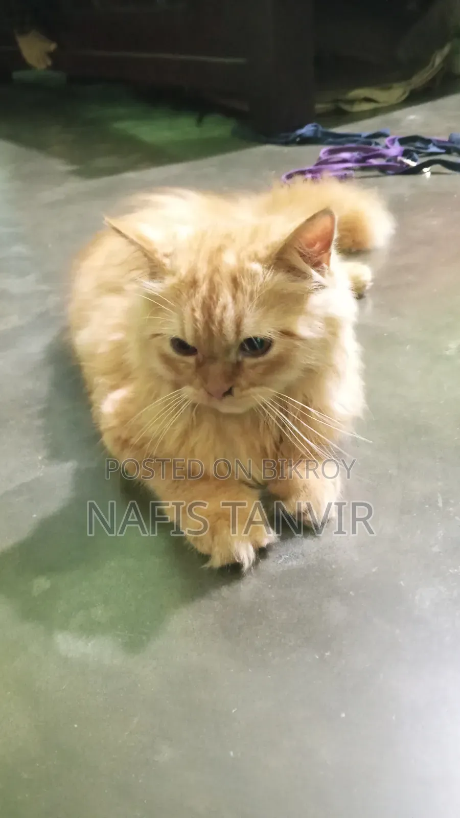 ৬-১২ মাসের পুরুষ বিশুদ্ধ পার্সিয়ান