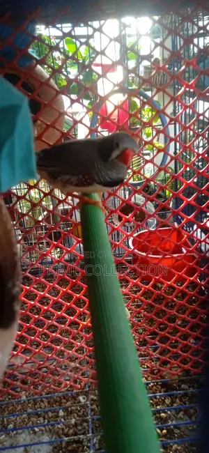 ফিঞ্চ পাখি মেইল