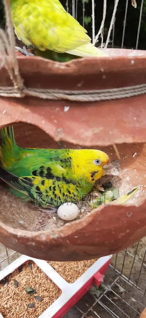Bajrigar Sell With Egg