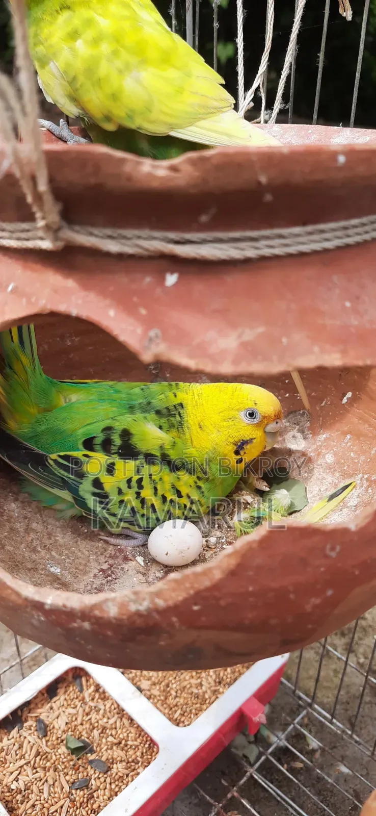 Bajrigar Sell With Egg