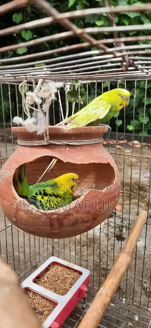 Bajrigar Sell With Egg