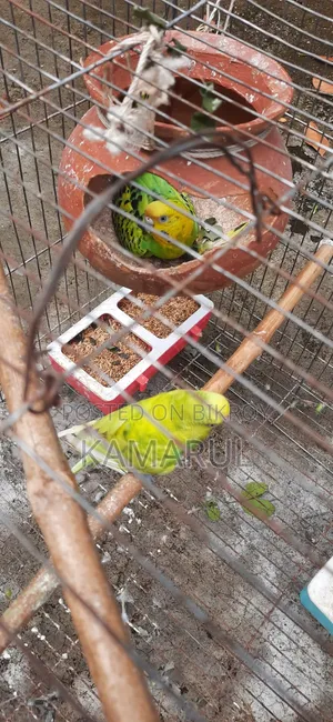 Bajrigar Sell With Egg