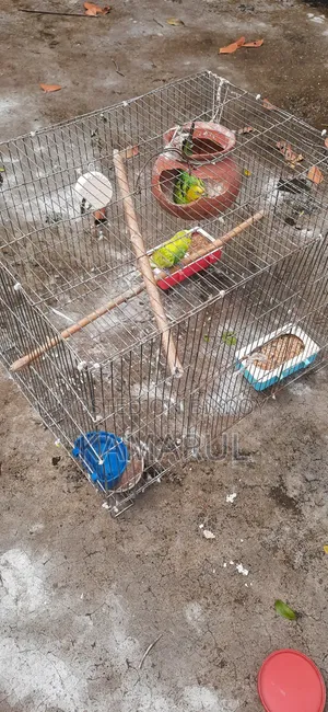 Bajrigar Sell With Egg