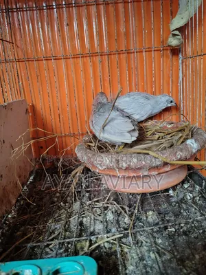 কিং কোয়েল বিক্রি হবে