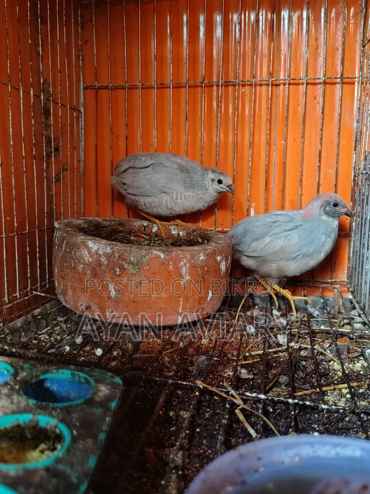 কিং কোয়েল বিক্রি হবে
