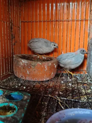 কিং কোয়েল বিক্রি হবে