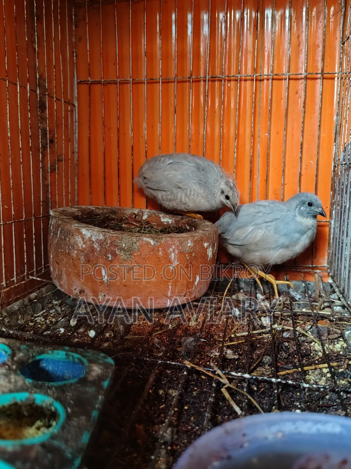 কিং কোয়েল বিক্রি হবে