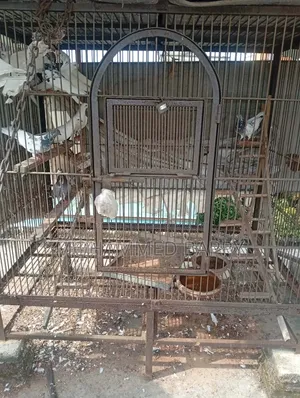 কবুতরের খাঁচা