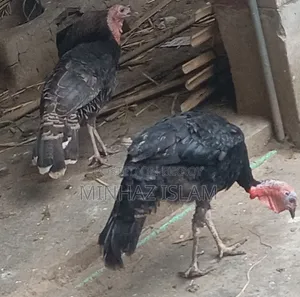 টার্কি মুরগি