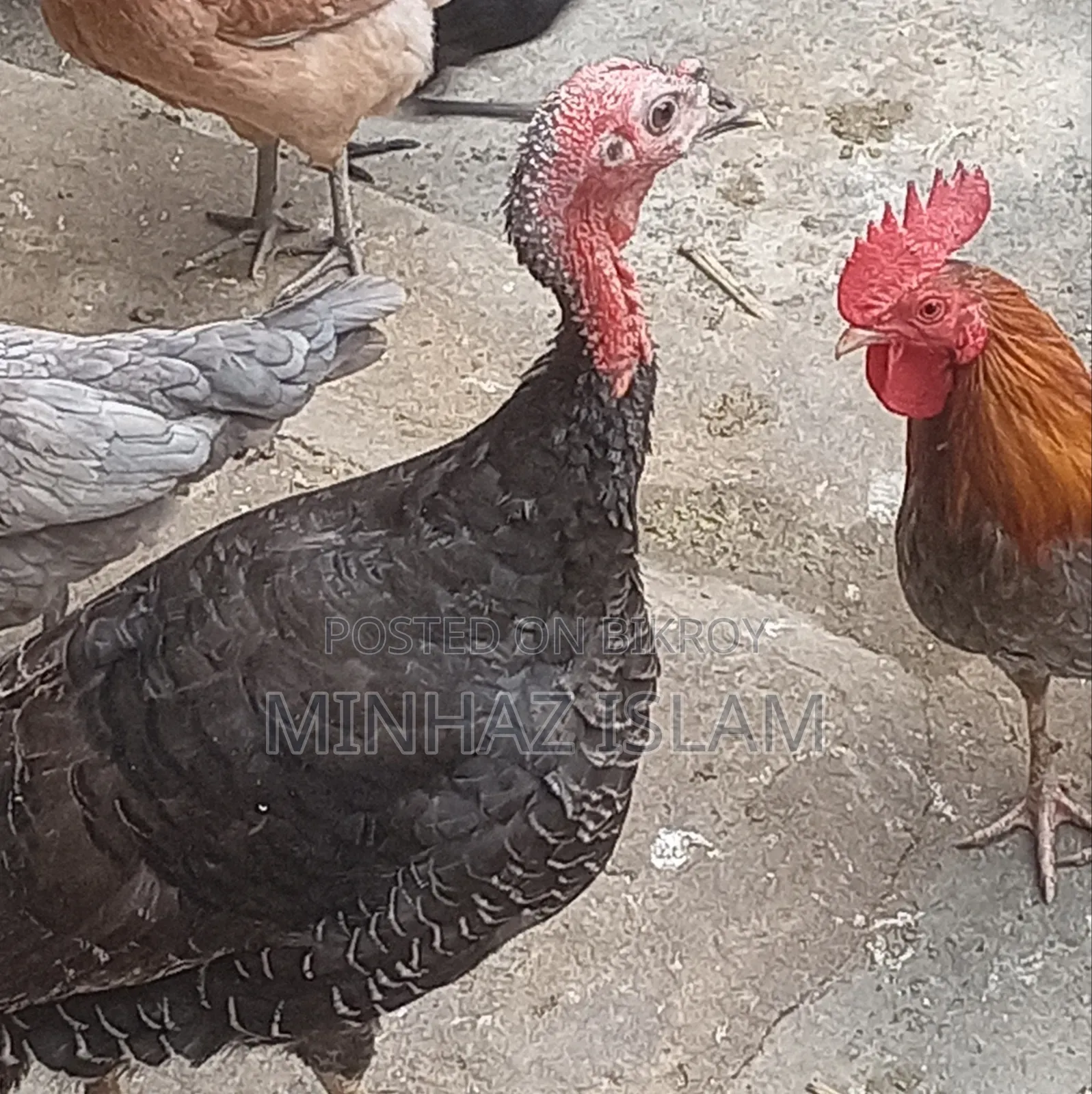 টার্কি মুরগি