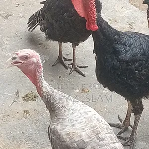 টার্কি মুরগি