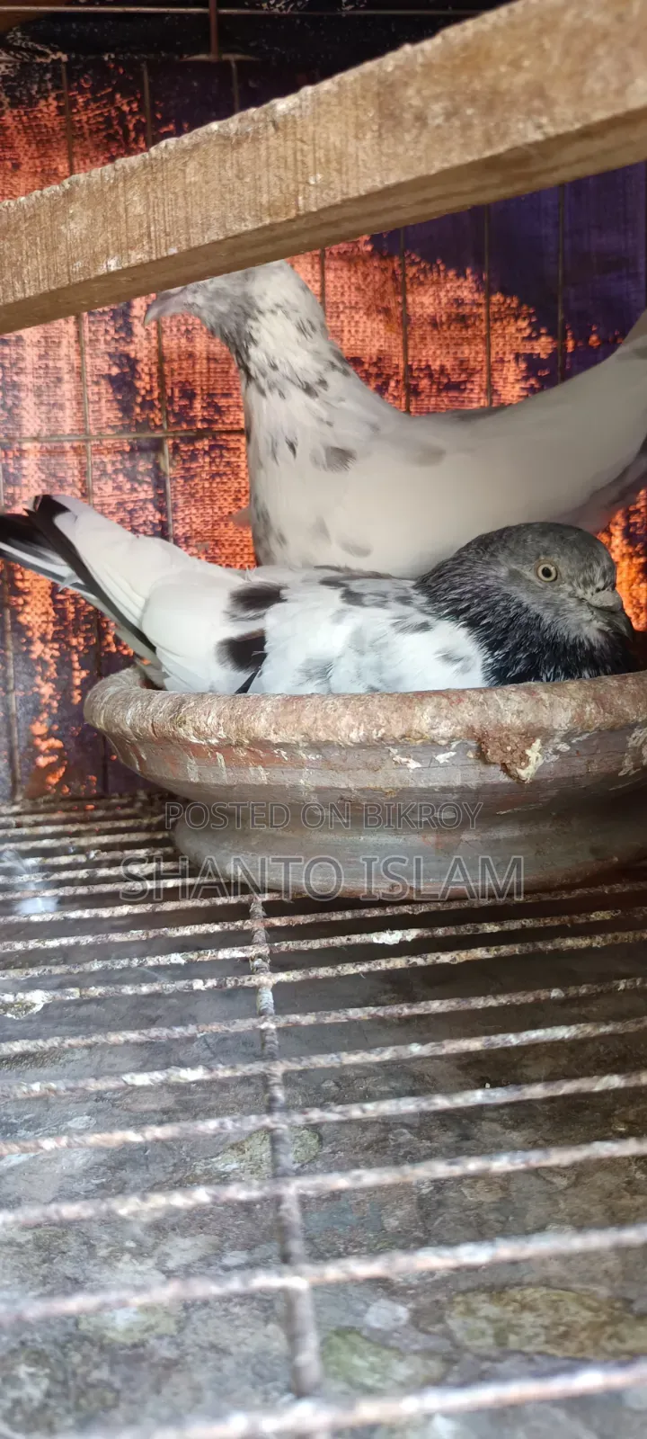 খাঁচা কবুতর চার জোড়া একসাথে বিক্রি হব