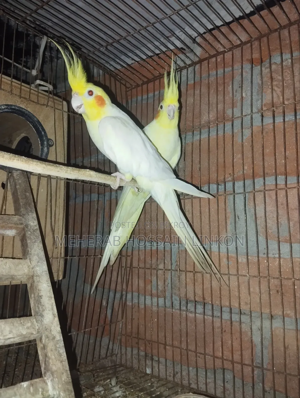 ককাটেল পাখি