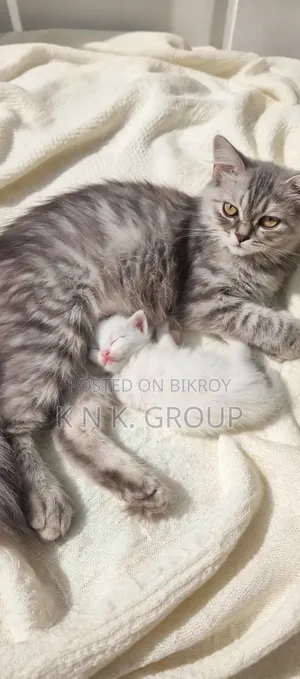 6-12 Months Female Purebred Persian