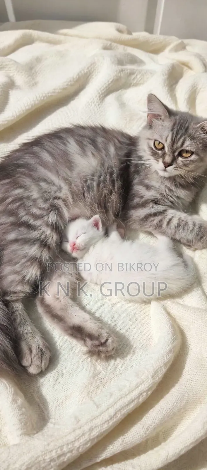 6-12 Months Female Purebred Persian