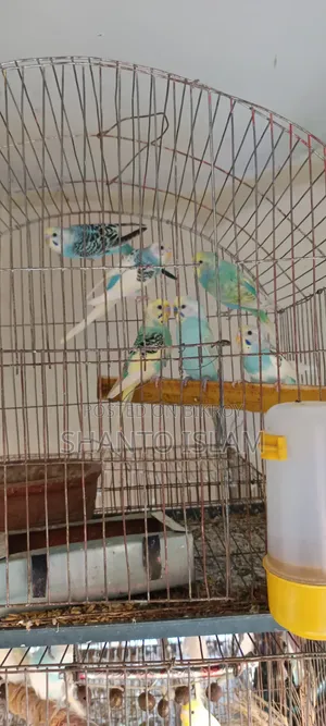 ৬ পিস বাজিগর পাখি বিক্রি হবে