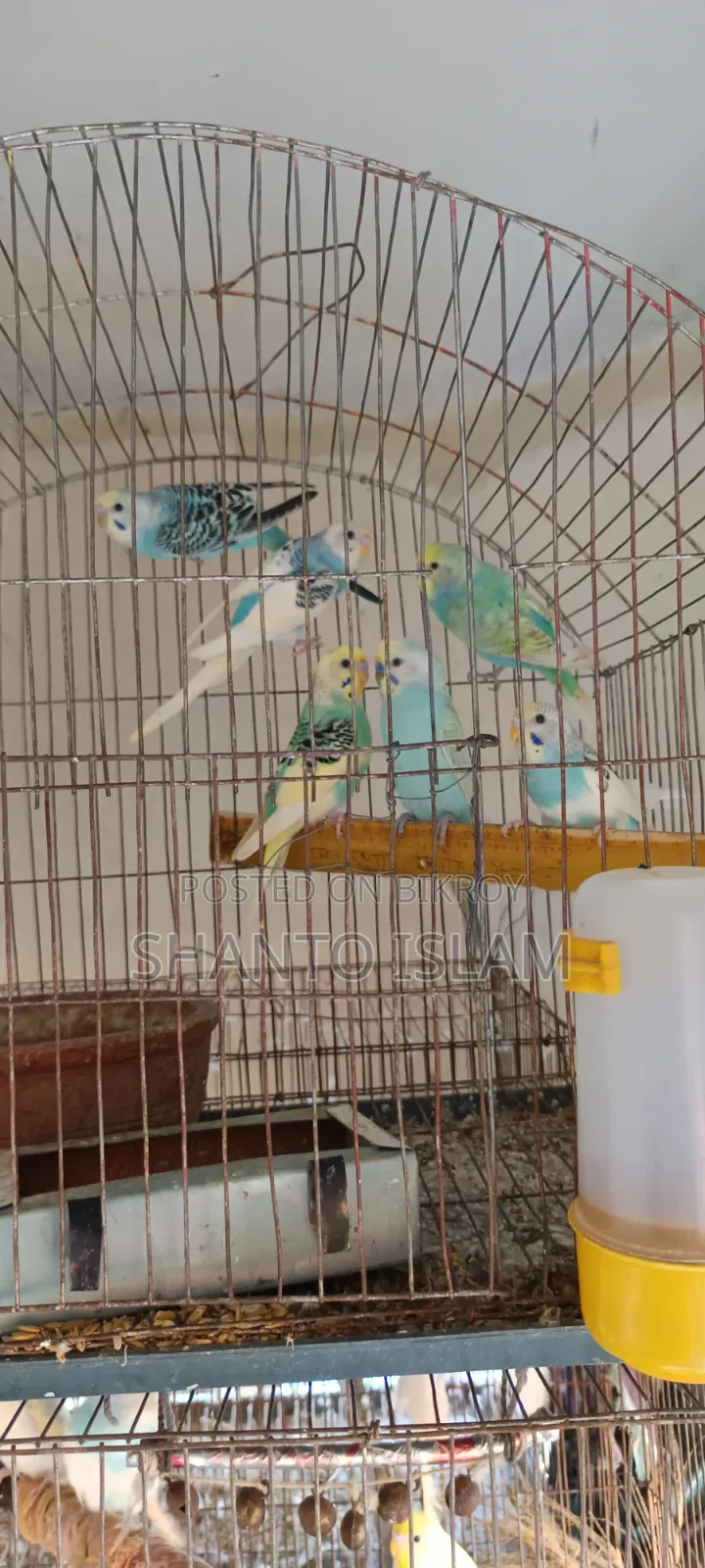 ৬ পিস বাজিগর পাখি বিক্রি হবে