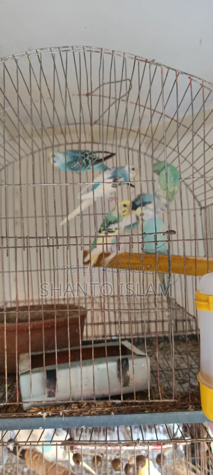 ৬ পিস বাজিগর পাখি বিক্রি হবে