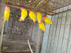 Love Bird