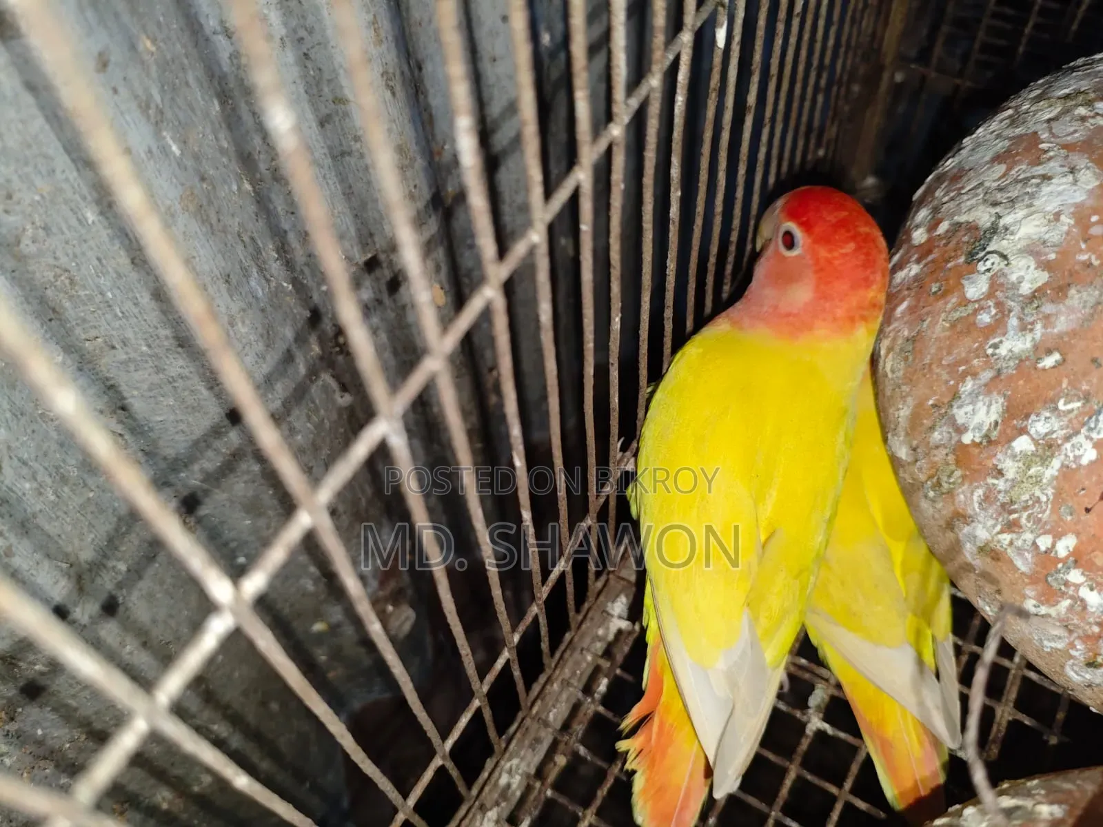 Love Bird