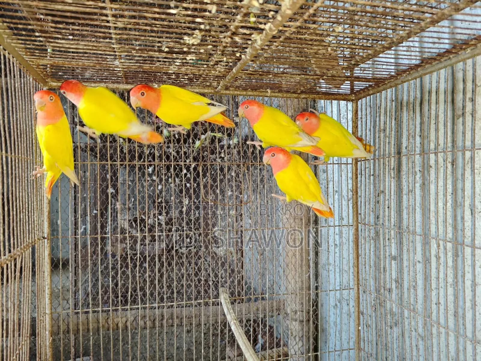 Love Bird