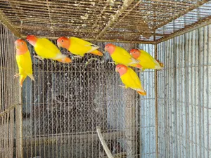 Love Bird