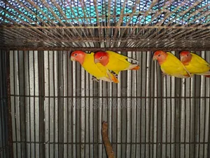 Love Bird