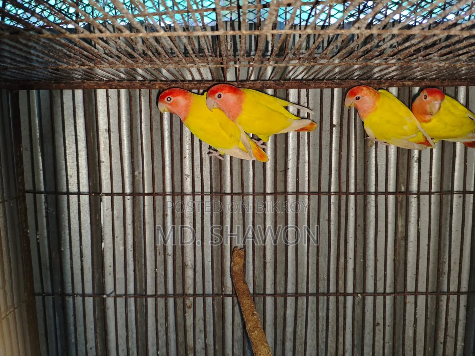Love Bird