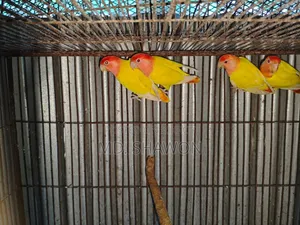Love Bird