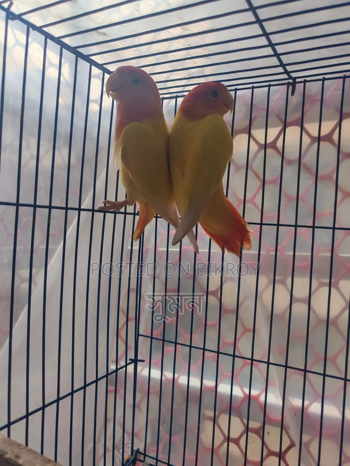 Adult Lovebird