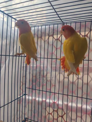 Adult Lovebird