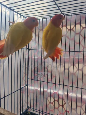 Adult Lovebird