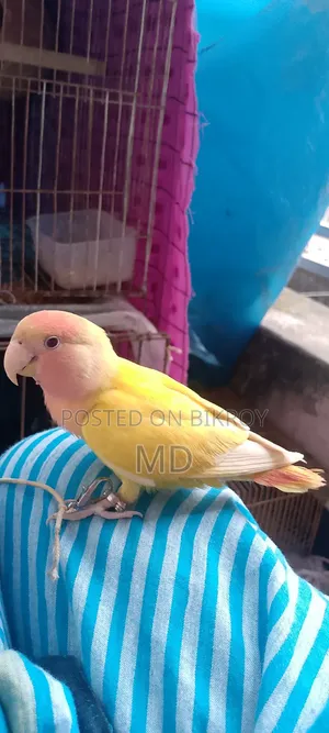 Love Bird Pigeon