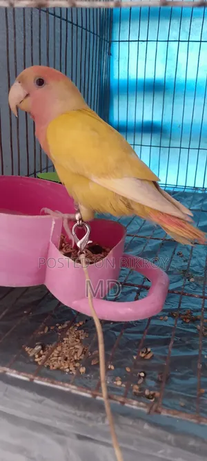 Love Bird Pigeon