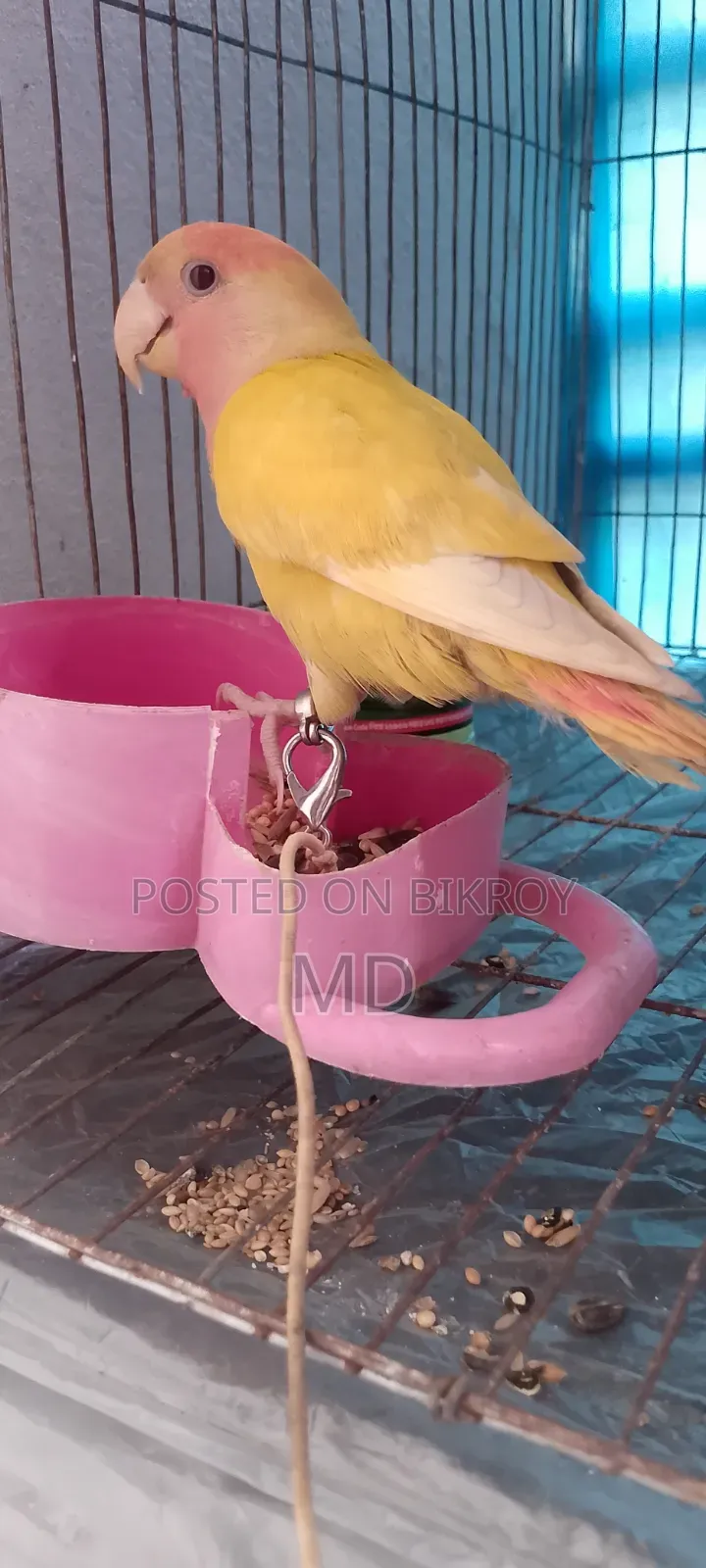 Love Bird Pigeon
