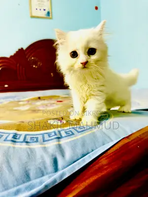 ১-৩ মাস বয়সী ফিমেল পিওরব্রেড পার্সিয়ান