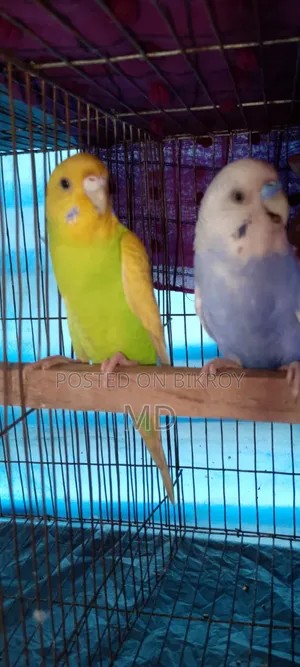 বাজিগর পাখি