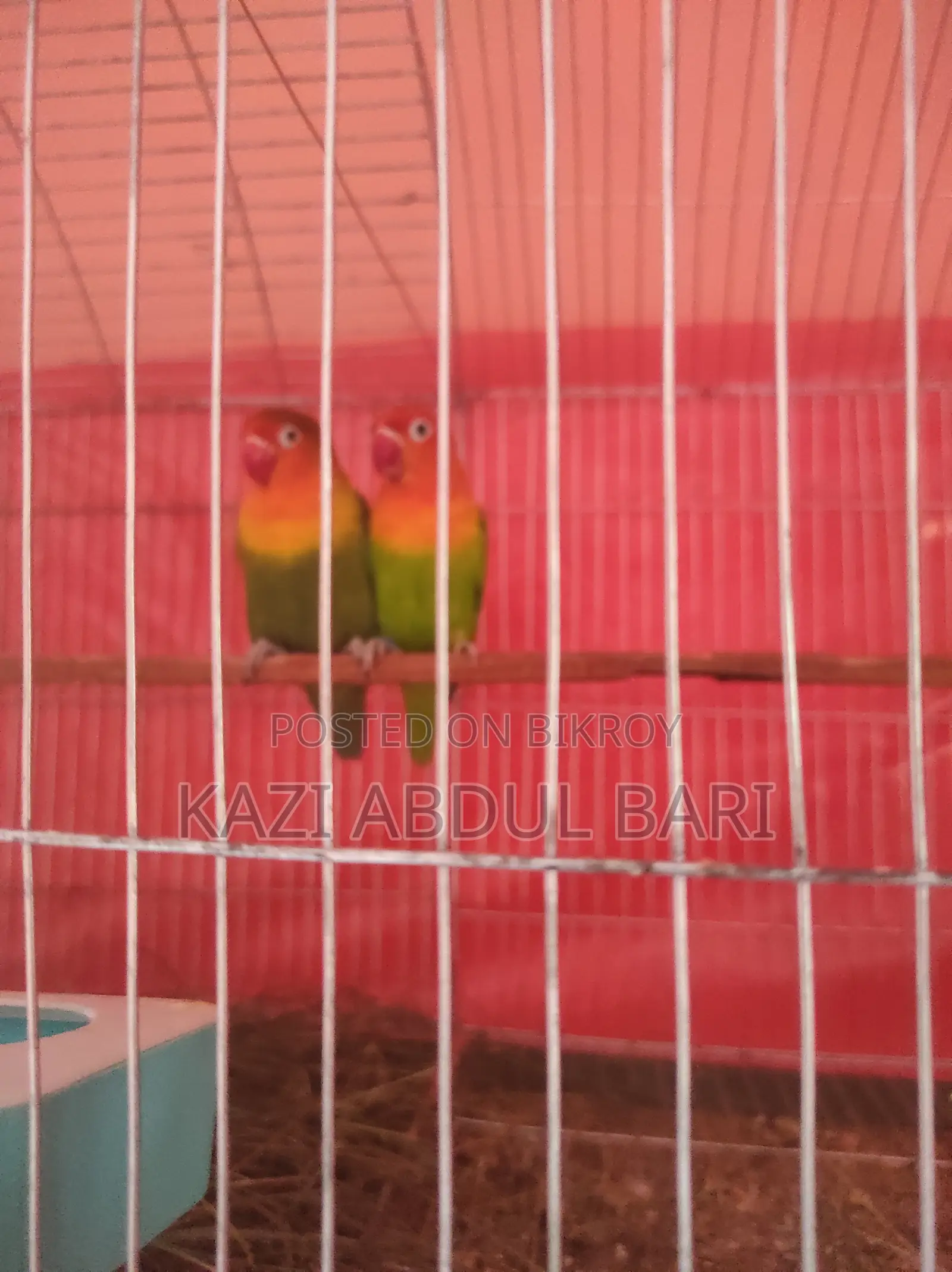 Lovebird, Green Fisher, Baby