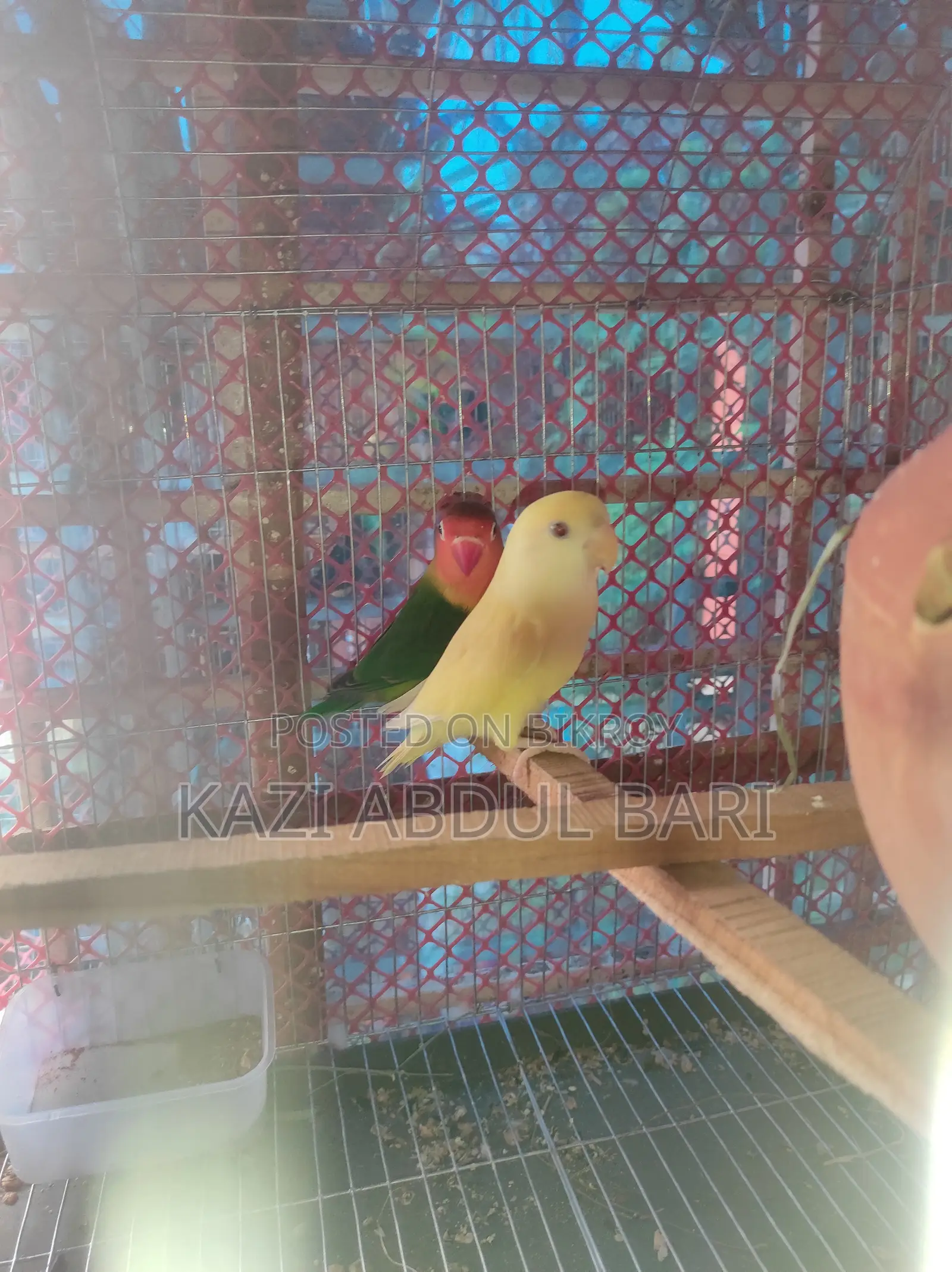 Lovebird, Green Fisher, Baby