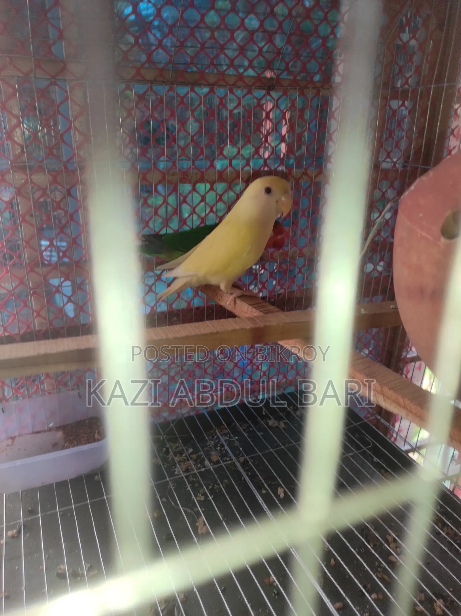 Lovebird, Green Fisher, Baby