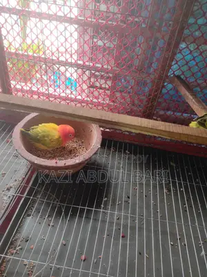 Lovebird, Green Fisher, Baby