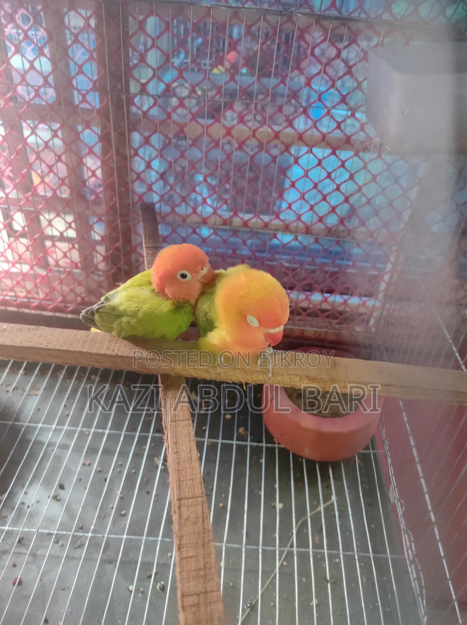 Lovebird, Green Fisher, Baby