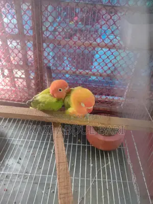 Lovebird, Green Fisher, Baby