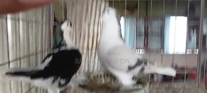 সিরাজি রানিং পেয়ার