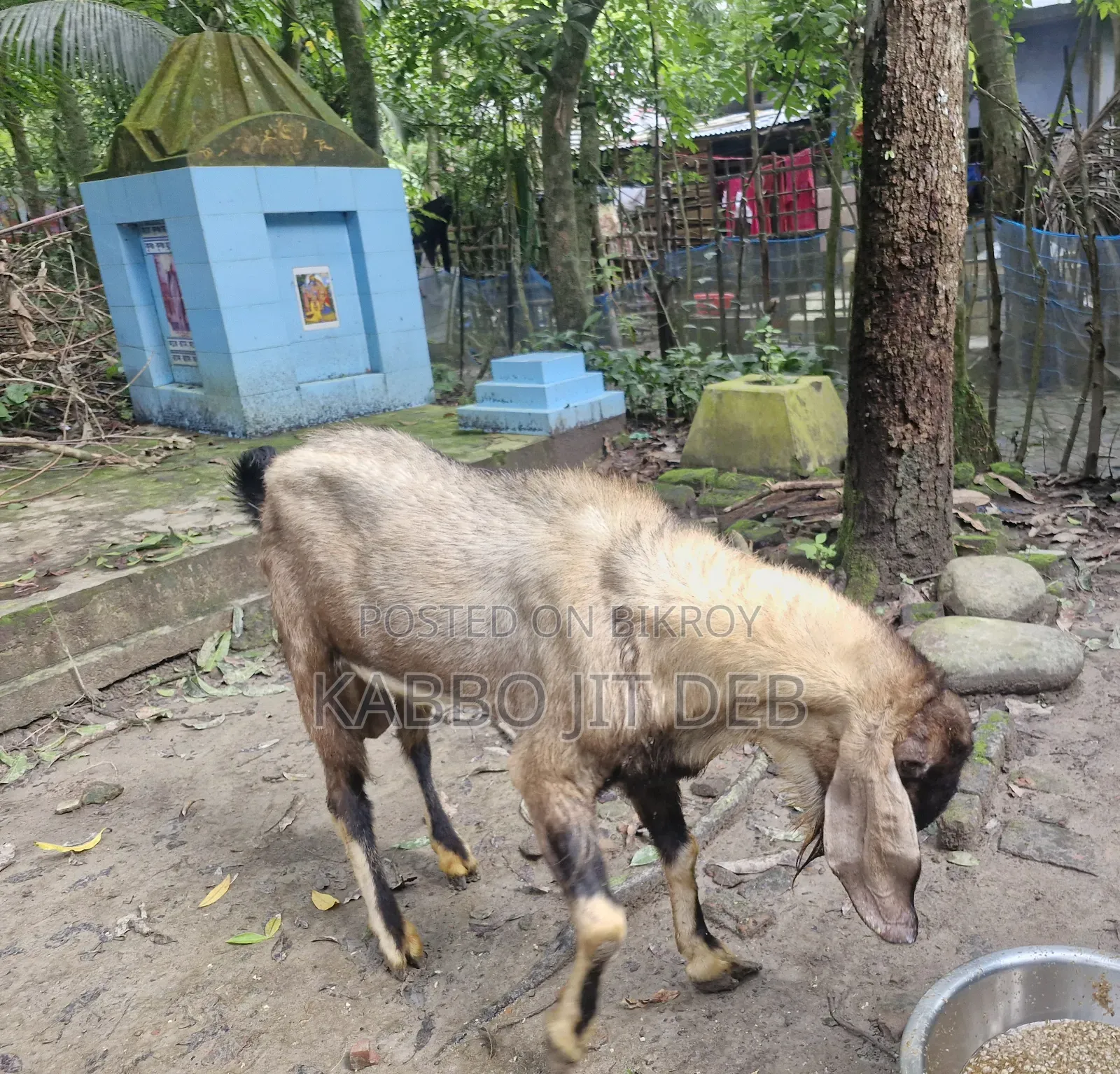 ছাগল খাসী পাঠা বিক্রয় হইবে