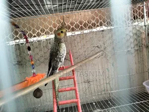 ককাটেল পাখি বিক্রয়