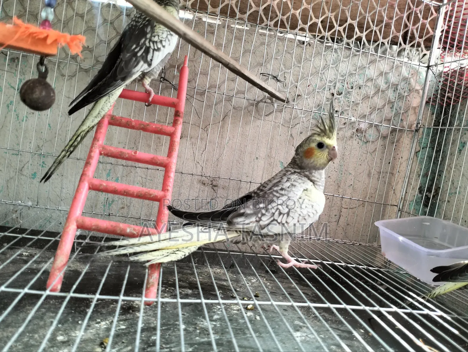 Cockateil Bird for Sell