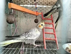 Cockateil Bird for Sell
