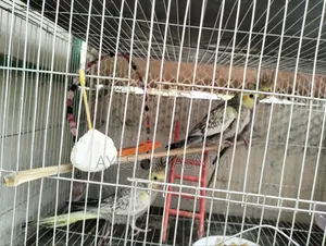 Cockateil Bird for Sell